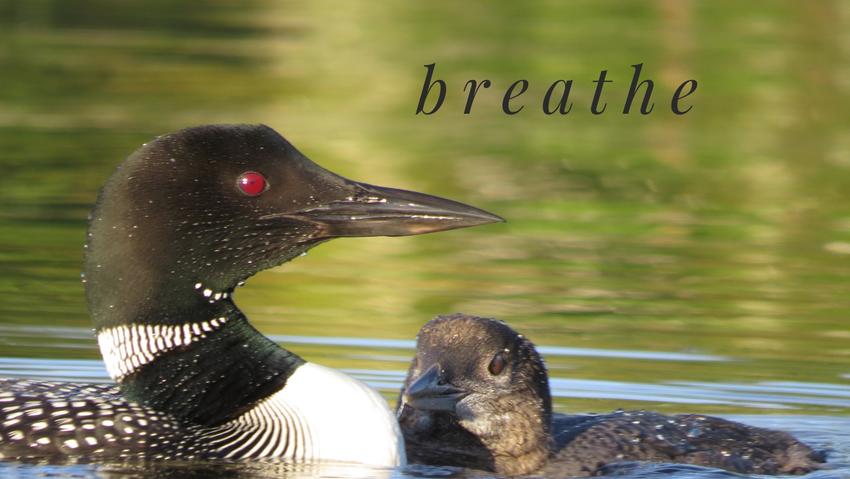 Loon Family