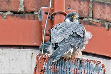 Winging it: peregrine falcons take flight at SUNY Cortland 