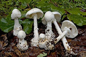 Mycology Professor Thwarts Destroying Angel