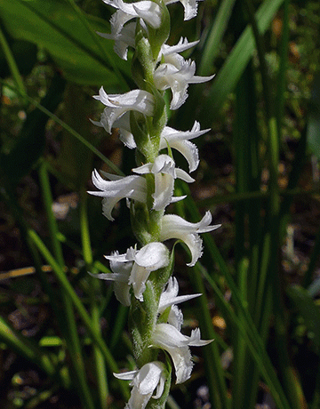 Spiranthes_odorata_crop_WEB.gif