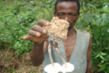 Mushroom_hanging_WEB